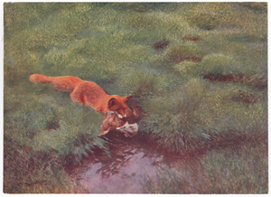 Vintage wildlife print circa 1900-1930s